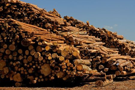 Port of Gothenburg to Boost Timber Volumes