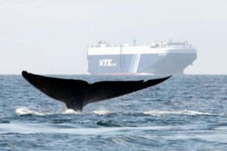 Shipping Lanes Adjusted to Protect Endangered Whales Along California Coast