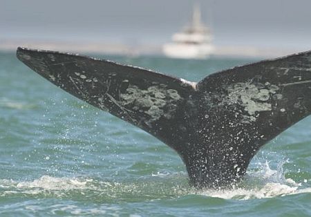 Yacht Outer Limits Strikes Whale Off Bermuda – Crew Evacuated